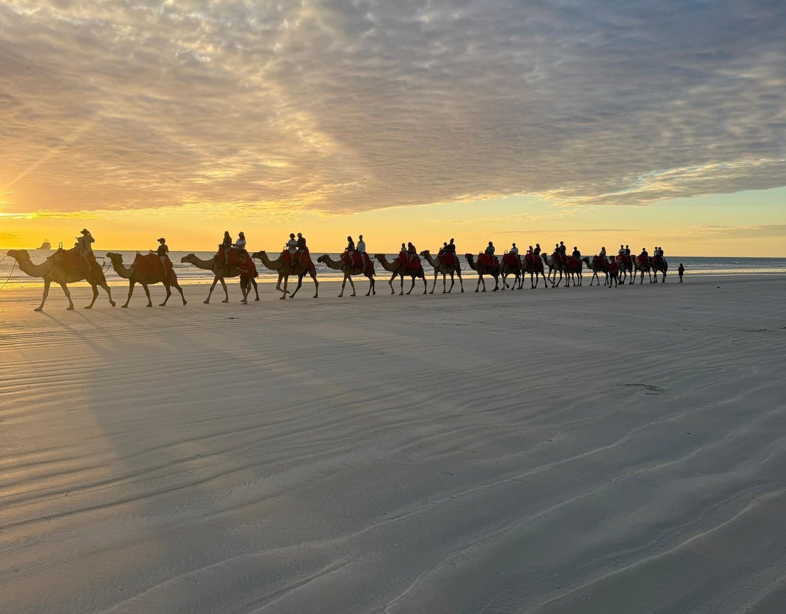 Camels on Cable Beach at sunset