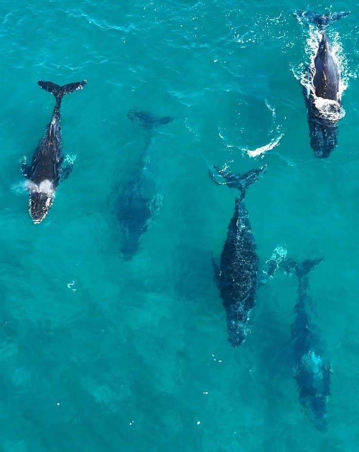Humpback whales from above off Broome