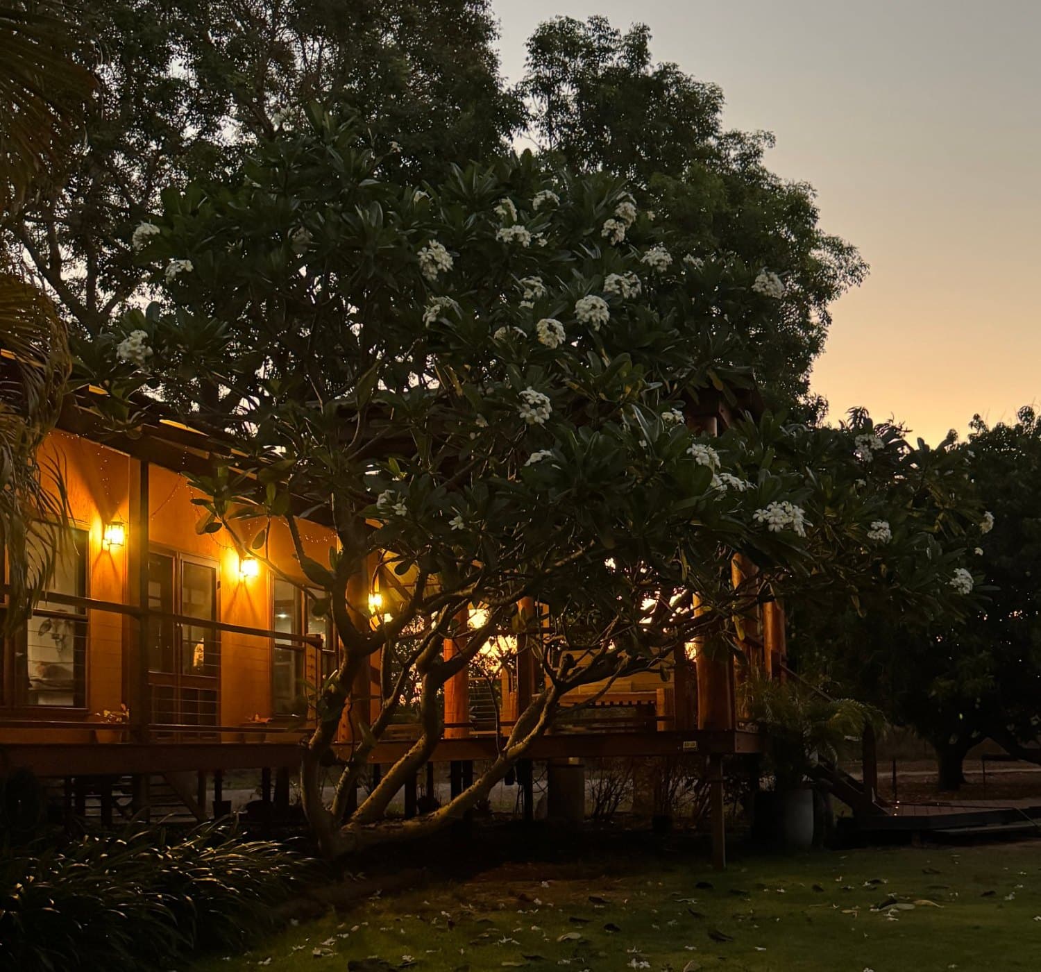 A Broome backyard with a frangipani tree at dusk