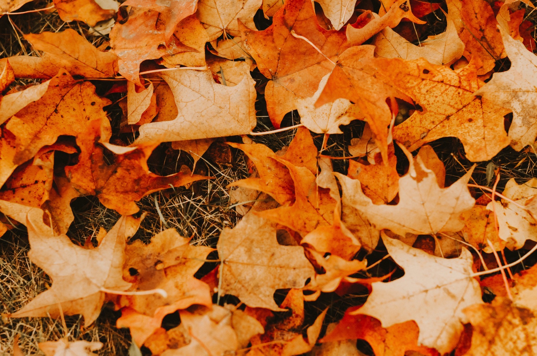 Dried autumn maple leaves