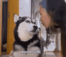 Animated GIF of a husky turning away from a kiss, captioned "Nooo KISSING"